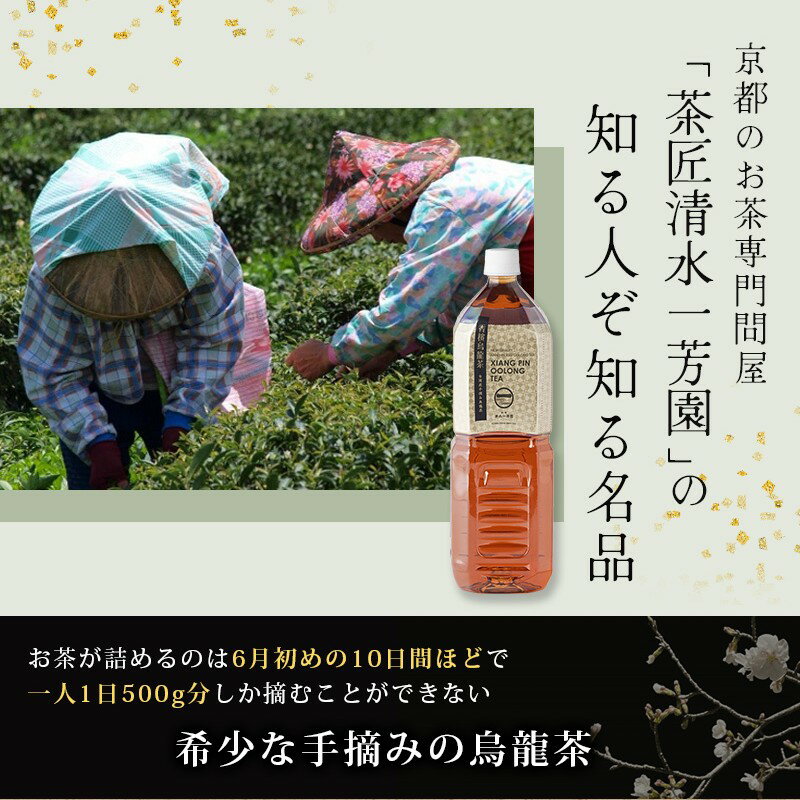 【ふるさと納税】 ≪京阪百貨店厳選≫香檳烏龍茶(シャンピンウーロンチャ） 1500ml×8本(1箱) お茶 茶 烏龍茶 ウーロン茶【寄附のご入金後、1ヵ月を目途に発送いたします】