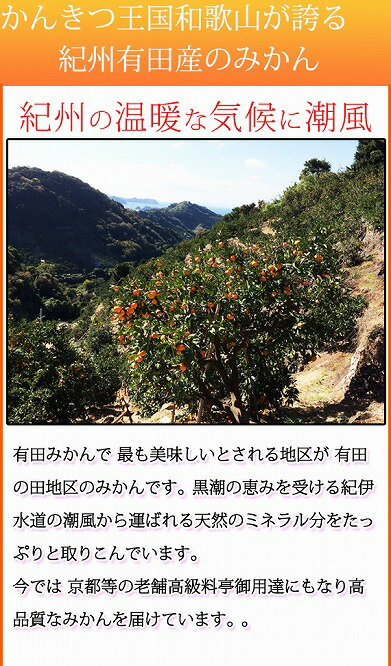 【ふるさと納税】☆先行予約☆ 高級ブランド田村みかん 10kg 大玉サイズ | 和歌山県 和歌山 九度山町 楽天ふるさと納税 楽天ふるさと 納税 返礼品 支援品 みかん ミカン 蜜柑 お取り寄せ ご当地 フルーツ 果物 ふるーつ くだもの 柑橘類 かんきつ類 柑橘 名産品 特産品