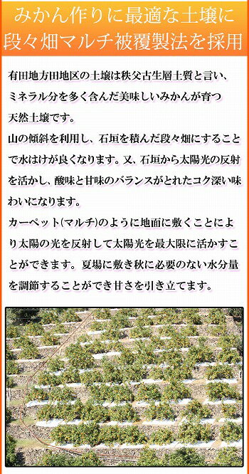 【ふるさと納税】☆先行予約☆ 高級ブランド田村みかん 10kg 大玉サイズ | 和歌山県 和歌山 九度山町 楽天ふるさと納税 楽天ふるさと 納税 返礼品 支援品 みかん ミカン 蜜柑 お取り寄せ ご当地 フルーツ 果物 ふるーつ くだもの 柑橘類 かんきつ類 柑橘 名産品 特産品