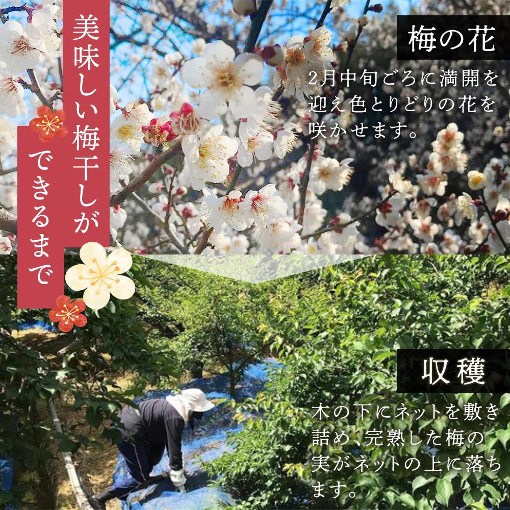 和歌山 紀州南高梅 はちみつ風味 (塩分6%) 1kg シイレル うめ ジャム 漬物 ギフトセット 詰め合わせ お取り寄せ 送料無料