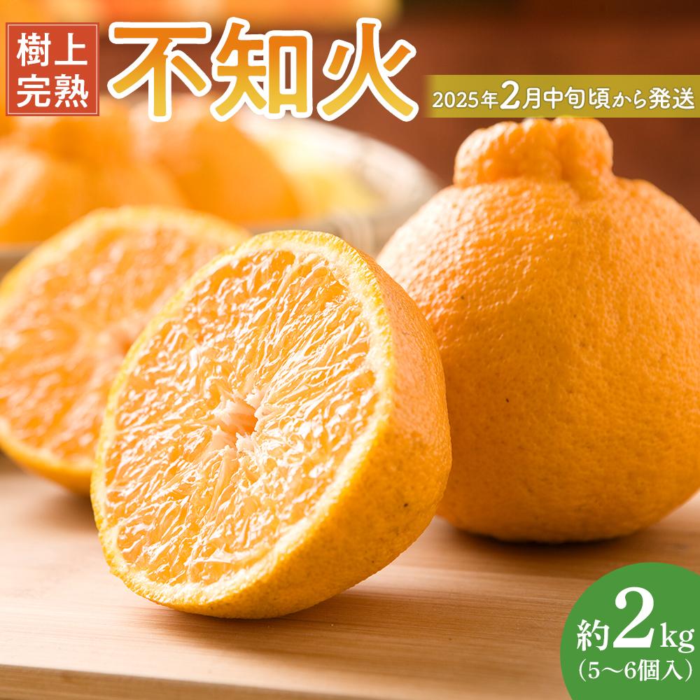 【ふるさと納税】【限定】 不知火 樹上完熟 約2kg （5～