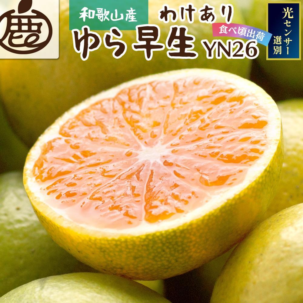 家庭用 極早生有田みかん3kg+90g(傷み補償分)YN26 ゆら早生 訳あり[2024年9月より発送] | 和歌山 みかん ミカン 蜜柑 柑橘 柑橘類 かんきつ 果物 フルーツ 旬の果物 食品