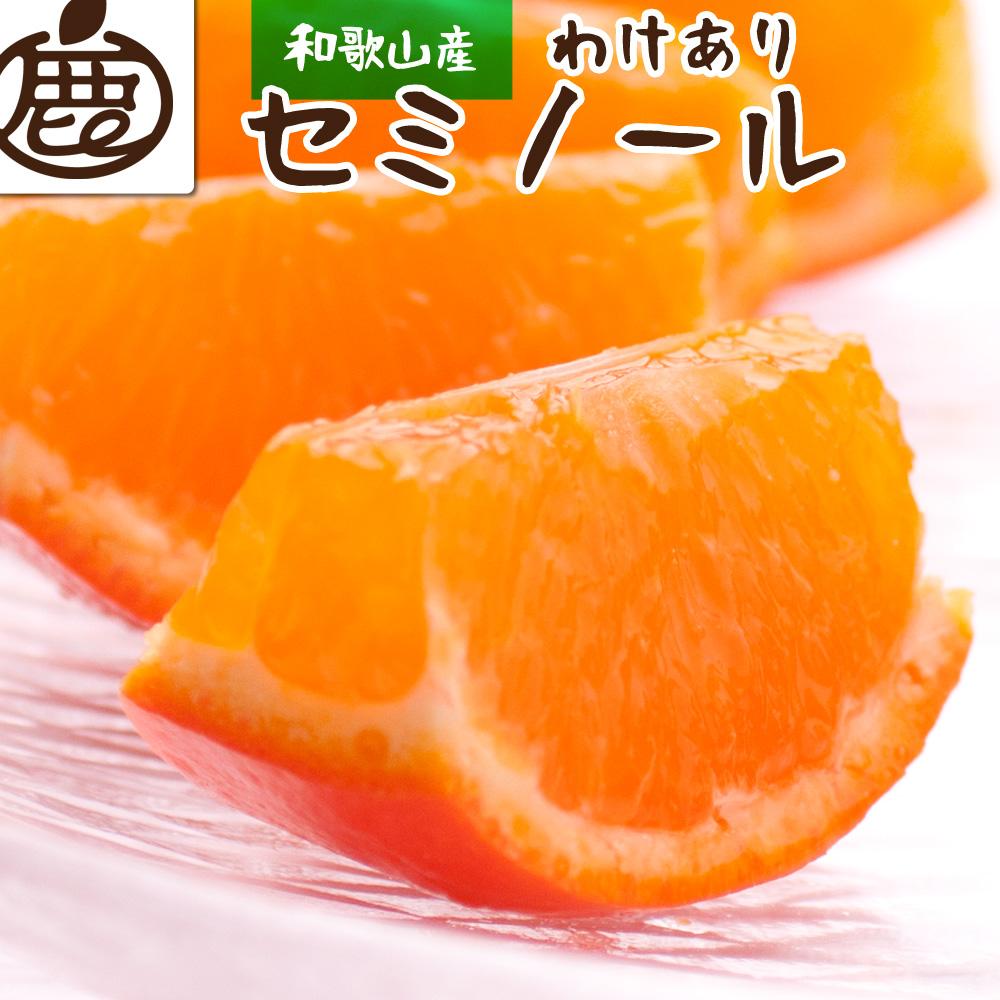 家庭用セミノールオレンジ4.5kg+135g（傷み補償分）訳あり＜2024年4月より発送＞ | 和歌山県 和歌山 九度山町 楽天ふるさと 納税 みかん ミカン 蜜柑 柑橘 柑橘類 かんきつ 果物 フルーツ 旬の果物 食品