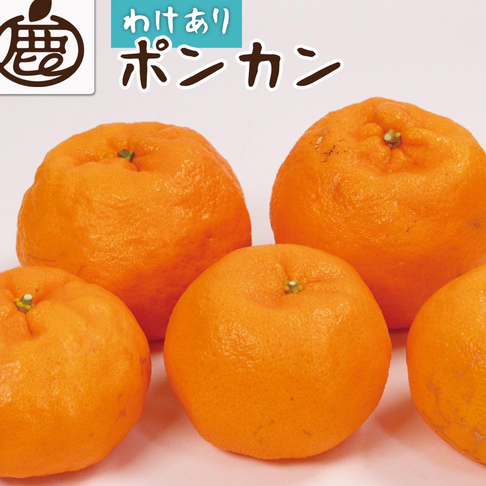 【ふるさと納税】＜1月より発送＞家庭用 ポンカン5kg+150g（傷み補償分）【訳あり・わけあり】【光センサー選別】【IKE24】 | 柑橘 フルーツ 果物 くだもの 食品 人気 おすすめ 送料無料