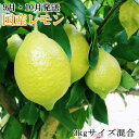 K1-74【ふるさと納税】【9月・10月発送】【手選別・産直...