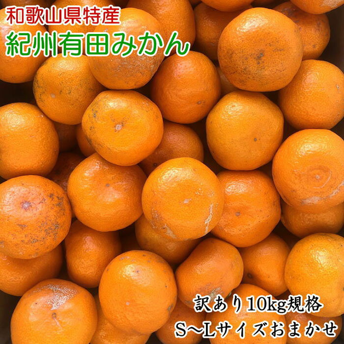 【ふるさと納税】[訳あり]和歌山有田みかん約10kg(S～Lサイズいずれかお届け）★2024年11月中旬頃より...