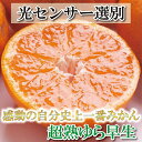 2位! 口コミ数「0件」評価「0」厳選 超熟有田みかん5kg+150g（傷み補償分）＜2024年11月より発送＞ | 和歌山 みかん ミカン 蜜柑 柑橘 柑橘類 かんきつ 果･･･ 