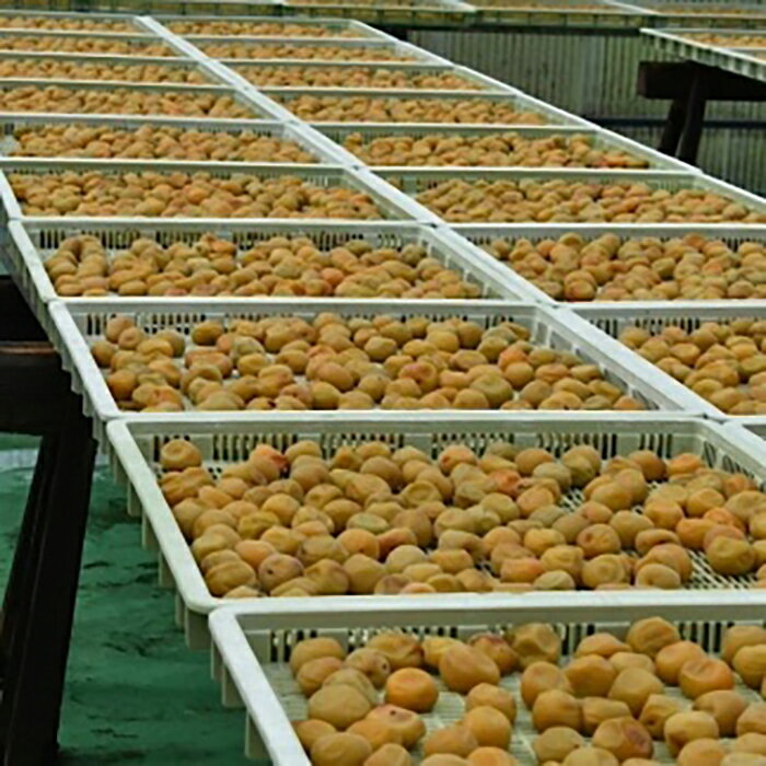 【ふるさと納税】 【贈答用】紀州南高梅 うす味梅 400g 化粧箱入 【US25】 | 和歌山 南高梅 梅 うめ ウメ 梅干し 梅干 お取り寄せグルメ ご飯のお供 ご飯の友 ごはんのおとも ご飯のおとも ごはんのお供 漬け物 ギフト 贈り物 プレゼント 贈答品