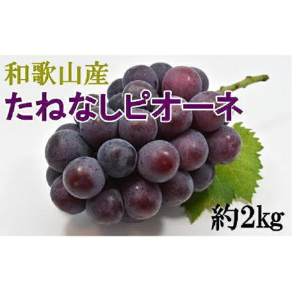 【新鮮・産直】和歌山かつらぎ町産たねなしピオーネ約2kg |和歌山県 和歌山 九度山町 楽天ふるさと 納税 返礼品 支援品 お取り寄せグルメ お取り寄せ 取り寄せ グルメ フルーツ 果物 くだもの 特産品 名産品 ピオーネ ぶどう 葡萄 ブドウ 種なし