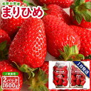 【ふるさと納税】【ご家庭用(簡易包装)】和歌山県産まりひめ 1箱(2パック入り)【2026年1月お届け】【MG59】 | 和歌山 いちご イチゴ 苺 果物 くだもの フルーツ 旬の果物 食品 食べ物 食材 お取り寄せ 取り寄せ