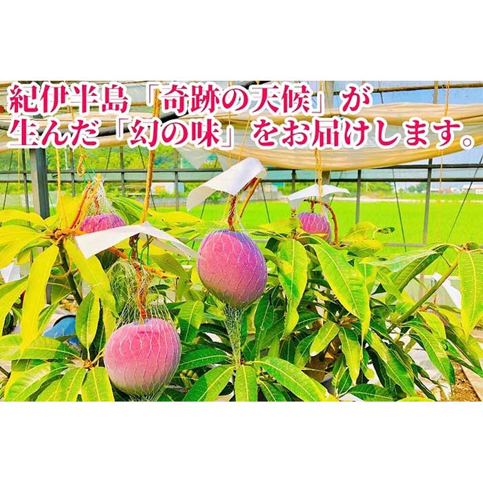 【ふるさと納税】◆先行予約◆和歌山県産　紀州完熟マンゴー『吉玉』約1kg程度／2～3玉入り【2025年7月中旬から8月下旬頃順次発送予定】【MG20】 | 果物 フルーツ マンゴー 和歌山県 和歌山 九度山町 楽天ふるさと 納税 返礼品 支援品 完熟マンゴー
