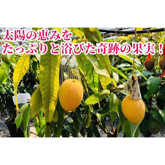 【ふるさと納税】◆先行予約◆和歌山県産　紀州完熟マンゴー『吉玉』約1kg程度／2～3玉入り【2025年7月中旬から8月下旬頃順次発送予定】【MG20】 | 果物 フルーツ マンゴー 和歌山県 和歌山 九度山町 楽天ふるさと 納税 返礼品 支援品 完熟マンゴー