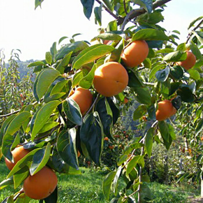 【ふるさと納税】一心農園の富有柿 家庭用 約4kg | 九度山町 富有柿 家庭用 甘味濃厚 秋の味覚 人気 ...