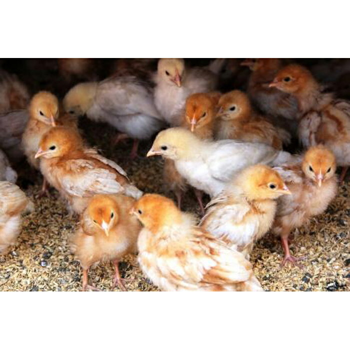 【ふるさと納税】国産飼料にこだわった鶏が産む安...の紹介画像3
