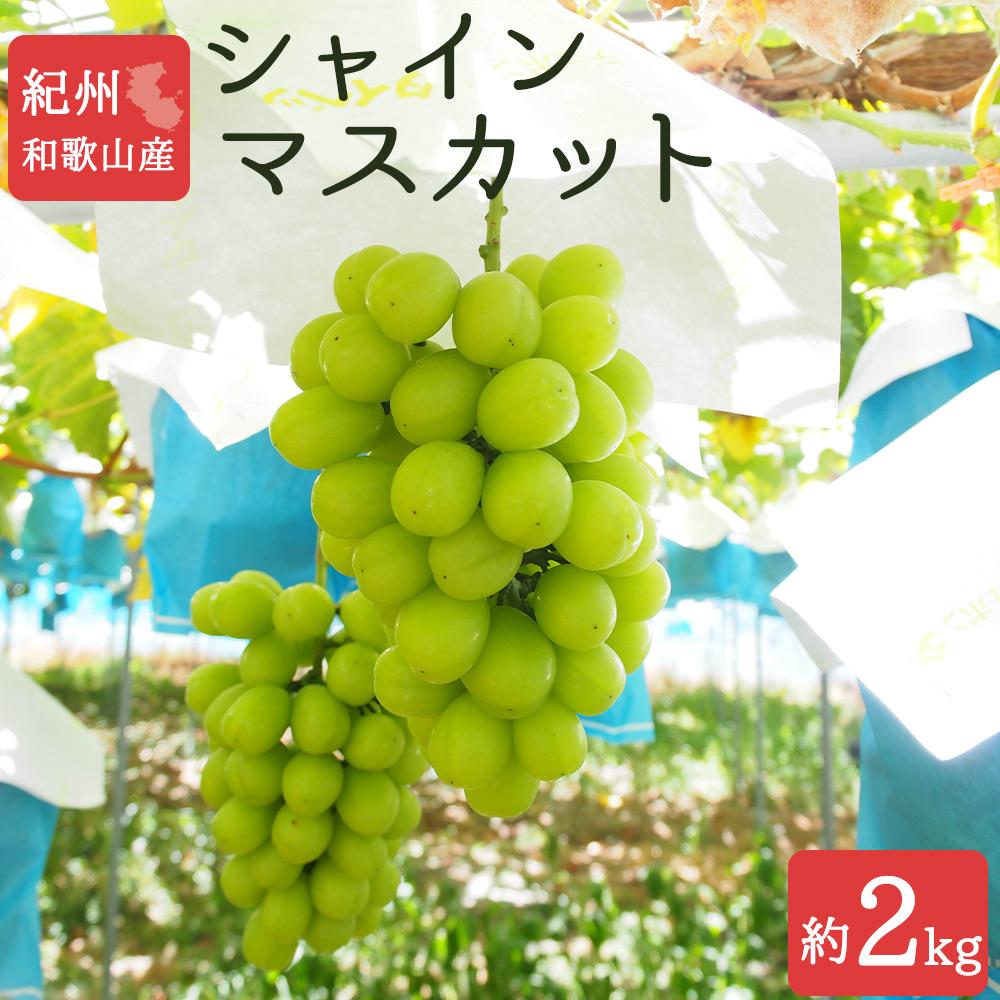【ふるさと納税】シャインマスカット 約2kg 紀州和歌山産【2025年8月下旬以降発送予定】【UT78】
