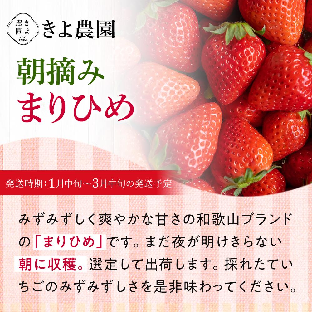 【ふるさと納税】特大まりひめイチゴ 朝摘 6個～11個入×4パック【2025年1月中旬頃より発送】【先行予約】【KT4】 | 苺 いちご フルーツ 果物 くだもの 食品 人気 おすすめ 送料無料