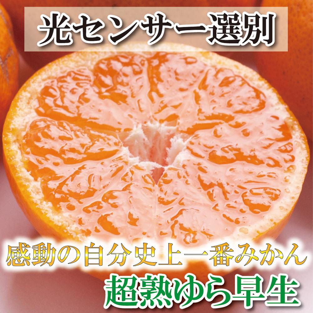 6位! 口コミ数「0件」評価「0」厳選 超熟有田みかん 3kg+90g（傷み補償分）＜2024年11月より発送＞ | 和歌山 みかん ミカン 蜜柑 柑橘 柑橘類 かんきつ 果･･･ 