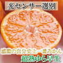 【ふるさと納税】厳選 超熟有田みかん 3kg+90g（傷み補償分）＜2024年11月より発送＞ | 和歌山 みかん ミカン 蜜柑 柑橘 柑橘類 かんきつ 果物 くだもの フルーツ 旬の果物 食品 食べ物 果実