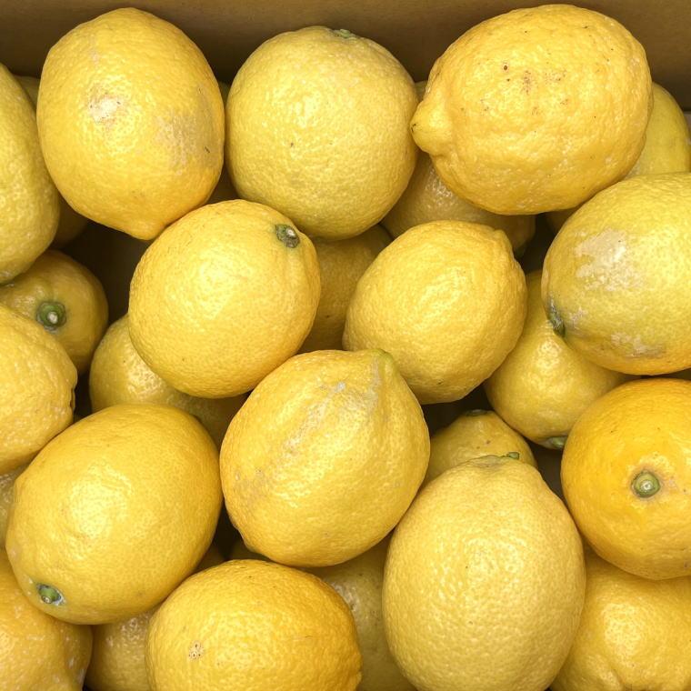 【ふるさと納税】有田産の安心国産レモン約5kg （サイズ混合）★2025年10月下旬頃より順次発送［TM15］ | フルーツ 果物 くだもの 食品 人気 おすすめ 送料無料