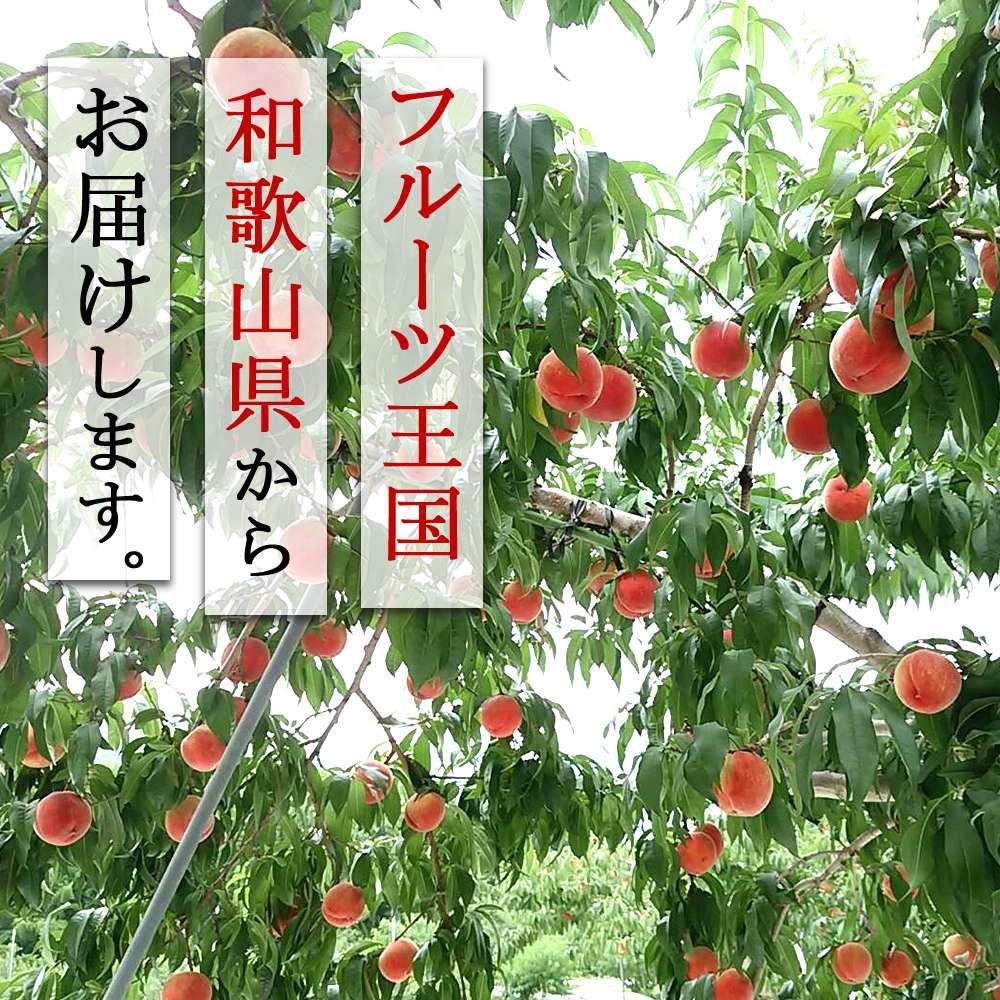 【ふるさと納税】和歌山県産 川中島白桃《秀品》 約1.5kg（4～7玉程度）【7月下旬より発送】【MG31】 | フルーツ 果物 くだもの 食品 人気 おすすめ 送料無料 桃 もも モモ 和歌山 和歌山県