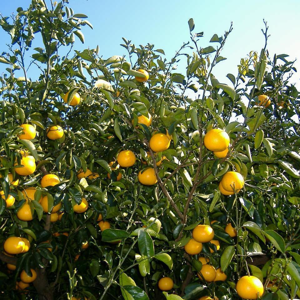 和歌山県高野町の画像2