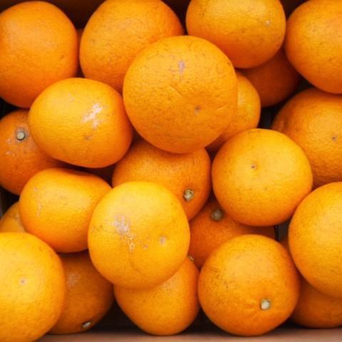 和歌山県高野町の画像3