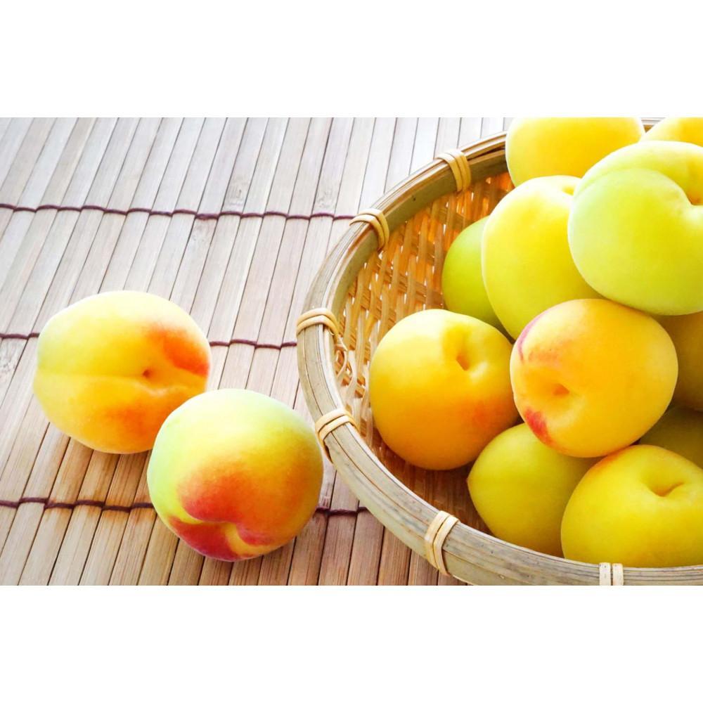 【ふるさと納税】【梅干・梅酒用】大玉4Lサイズ約2kg 熟南高 生梅 赤秀品<2025年6月上旬~7月7日発送予定>【ART01】 | フルーツ 果物 くだもの 食品 人気 おすすめ 送料無料