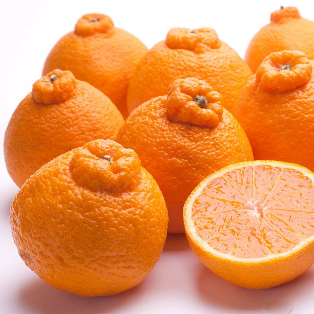 和歌山県高野町の画像2