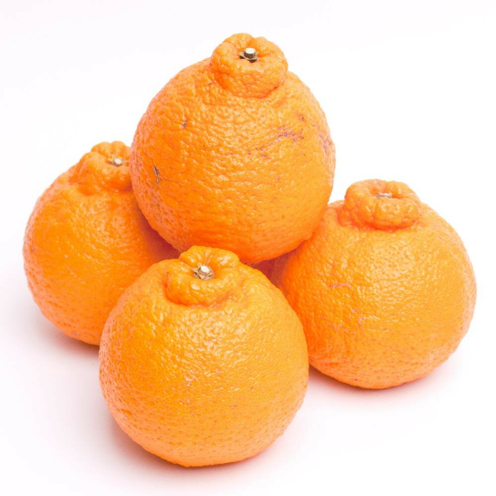 和歌山県高野町の画像3