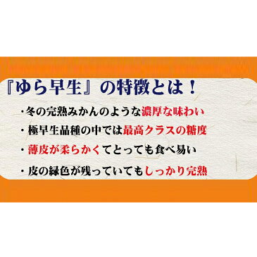 【ふるさと納税】濃厚な味わいゆら早生みかん10kg 【10月上旬より発送】 希少品種《有機質肥料100％》※離島不可（北海道、沖縄本島も不可）※着日指定不可