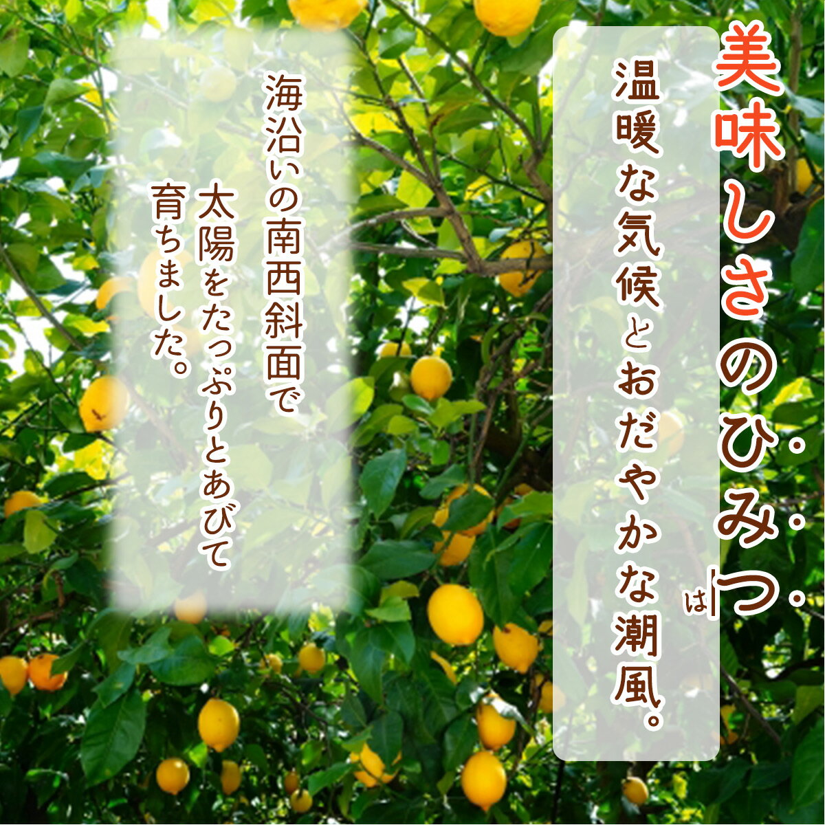 【ふるさと納税】【2024年 先行予約】和歌山県 有田産 国産レモン 1kg 訳あり【レモン 国産レモン 柑橘 和歌山 有田 訳あり】