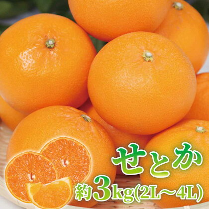 せとか 約3kg (2L～4Lサイズ) 【紀州グルメ市場】【ミカン 蜜柑 せとか 柑橘】