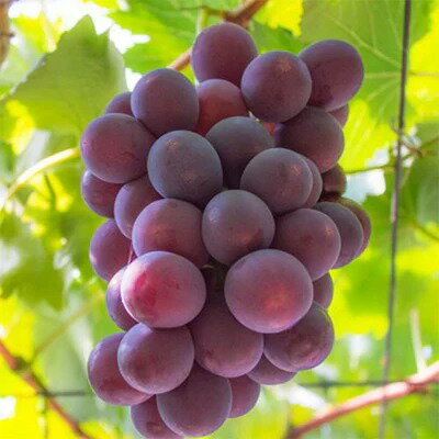 【ふるさと納税】【夏秋の美味】フルーツ王国和歌山の「濃厚」 種無し ピオーネ 2.8kg【ぶどう ブドウ 葡萄 グレープ フルーツ 種なし】のサムネイル