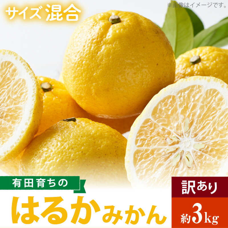 【ふるさと納税】【人気柑橘】有田育ちの はるか みかん 【訳あり 家庭用】 3kg (サイズ混合)【ミカン 蜜柑 春みかん 柑橘 和歌山 有田 日向夏】のサムネイル