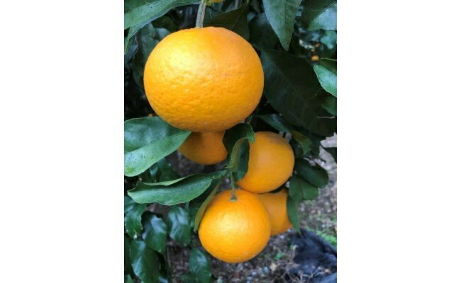 黒潮が育てた 清見オレンジ 【訳あり 家庭用】5kg (SS〜3Lサイズ混合) 【清見 みかん タンゴール きよみ】