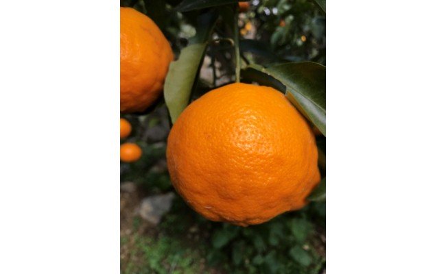 【ふるさと納税】黒潮が育てた はるみオレンジ 5kg (SS～LLサイズ混合)【ハルミ 春見 ミカン 蜜柑 柑橘 和歌山 有田】のサムネイル