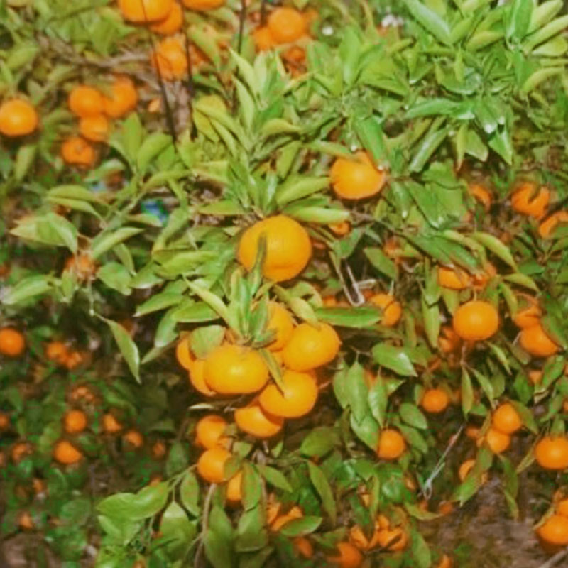 アイテムID:483564の画像1枚目