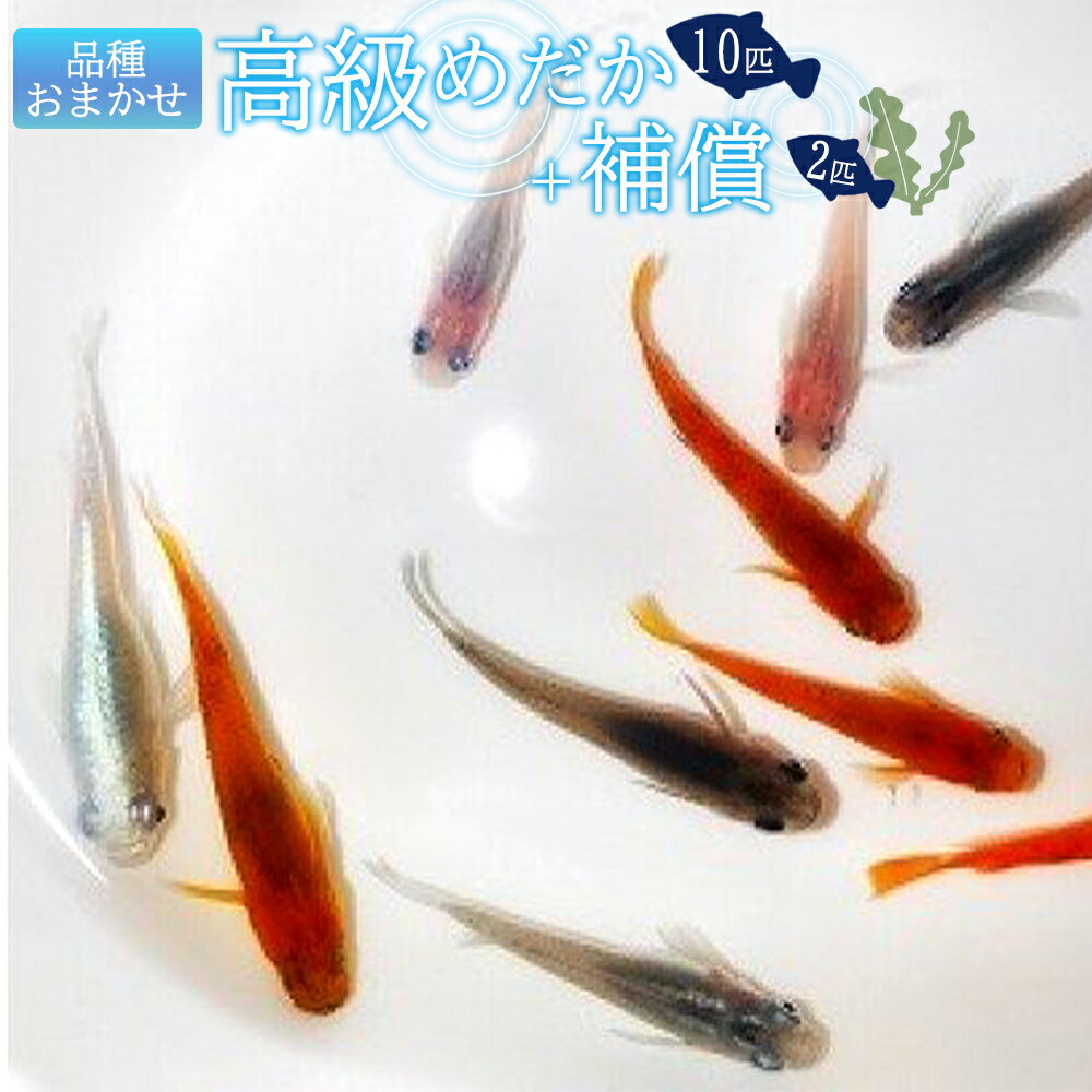 【ふるさと納税】【限定】 高級めだか 10匹＋補償 2匹（品種はおまかせ）【メダカ生体 めだか生体 めだか メダカ 生体 観賞魚】