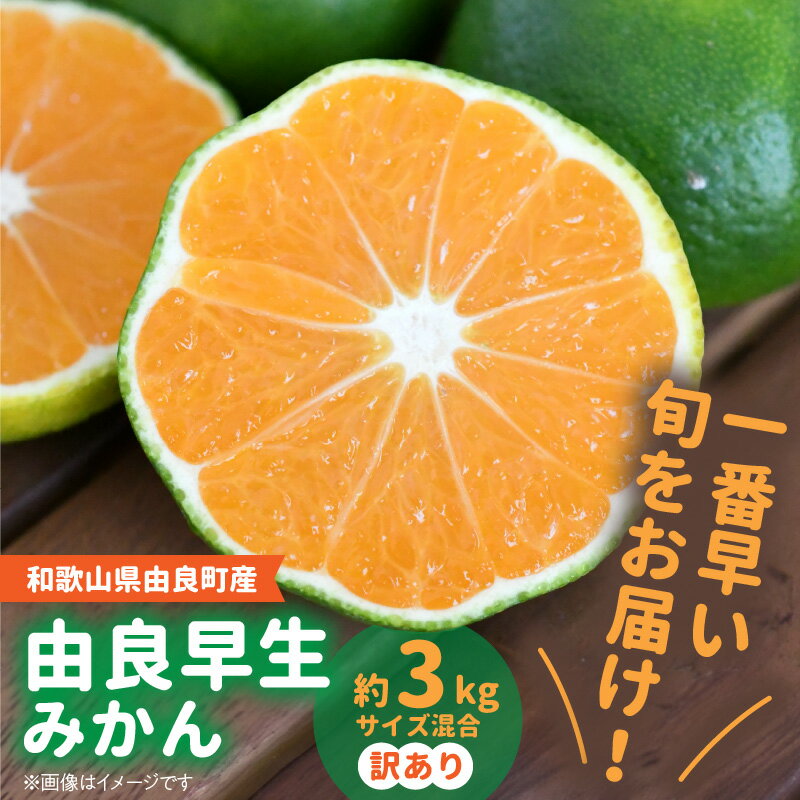 由良 早生 みかん 先行予約 和歌山県 由良町産 約3kg 訳あり キズ 御家庭用 サイズ 混合 早く 10月 上旬 収穫 外皮 青い 極早生品種 酸味 甘み コク 果汁 たっぷり 糖度 高め ライスショップ スマイル 送料無料