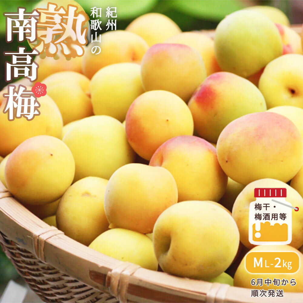 【ふるさと納税】【梅干・梅酒用等】紀州和歌山の 熟 南高梅 2kg (M〜Lサイズ) 6月中旬から順次発送【梅 梅酒 梅干 南高梅 紀州 和歌山】のサムネイル
