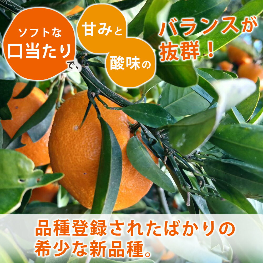 【ふるさと納税】【訳あり 家庭用】 和歌山 湯浅町産 西南のひかり 5kg（S〜2Lサイズ混合）（2025年年内配送）