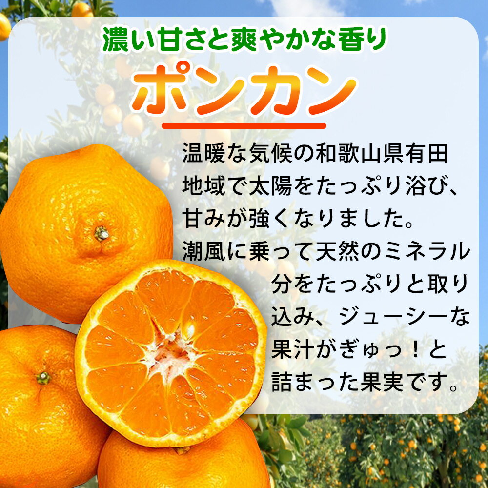【ふるさと納税】【限定】 紀州和歌山有田産 ポンカン 5kg【ミカン 蜜柑 春みかん 柑橘 和歌山 有田 ぽんかん】