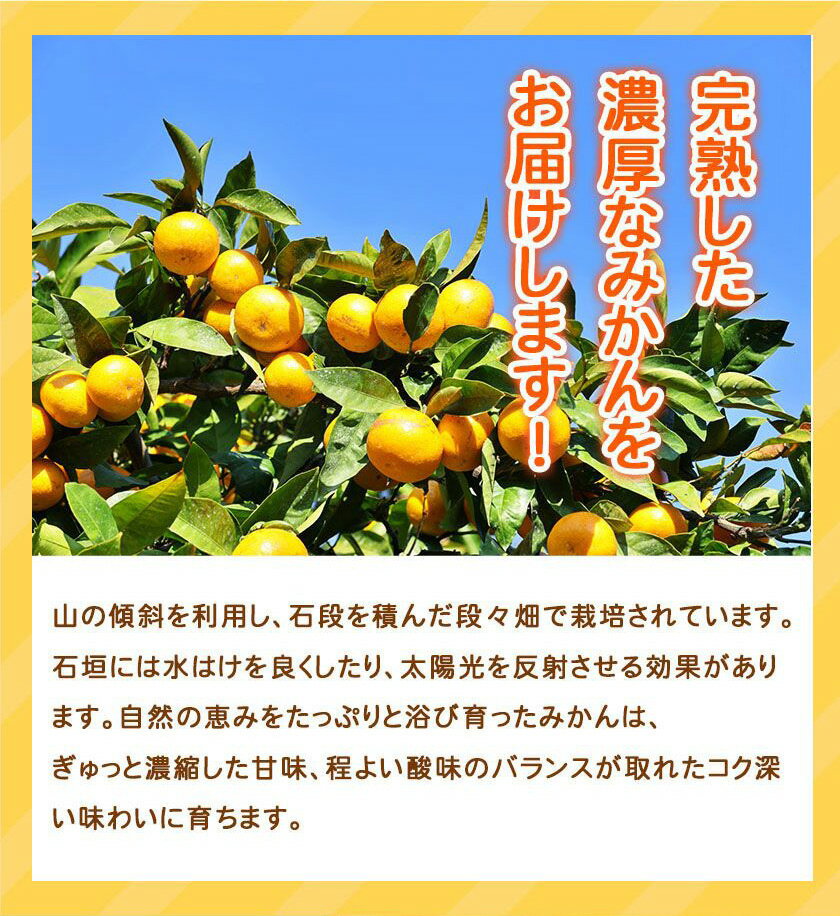 【ふるさと納税】【限定】 【2025年 先行予約】 紀州 有田産 濃厚甘熟 温州みかん 7.5kg 【家庭用 訳あり】 【ミカン 蜜柑 柑橘 温州みかん 有田みかん 和歌山】