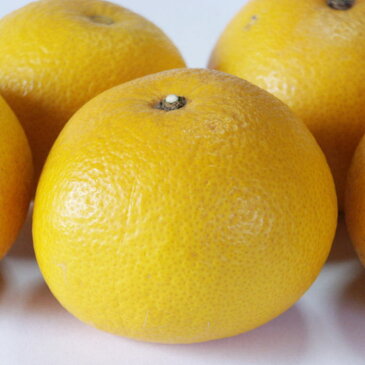 【ふるさと納税】【先行予約】【手選果】有田産の 八朔 【訳あり 家庭用】 10kg(サイズ混合)【はっさく ハッサク 八朔 和歌山産】