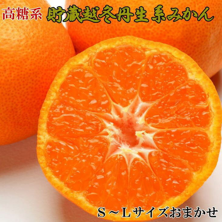 【ふるさと納税】【高糖系】【2026年先行予約】 貯蔵越冬 丹生系 みかん 5kg (S～Lサイズおまかせ) 【ミカン 蜜柑 柑橘 温州みかん 丹生温州】