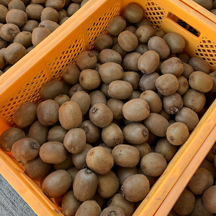 【ふるさと納税】【2026年先行予約】和歌山県産 キウイフルーツ 3.6kg (サイズ混合) 【まごころ手選別】 【キウイ グリーンキウイ フルーツ 国産】