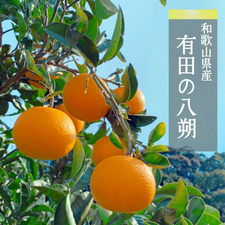 【先行予約】和歌山県産 有田の 八朔 (はっさく) 10kg (L～2Lサイズ混合)【まごころ手選別】【はっさく ハッサク 八朔 和歌山産】