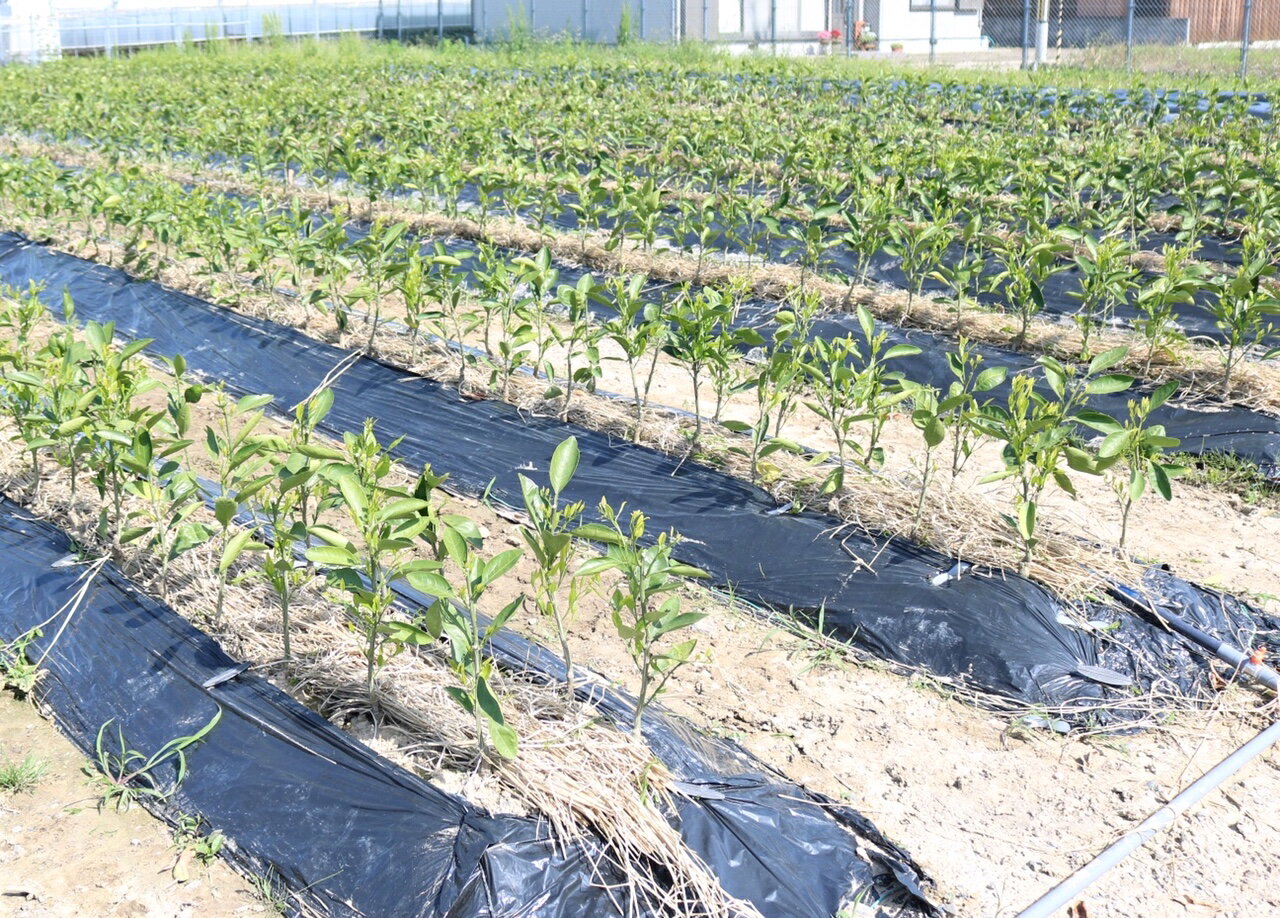 【ふるさと納税】苗木 はるみ 2年生 2本セット【果樹 柑橘類 苗物】