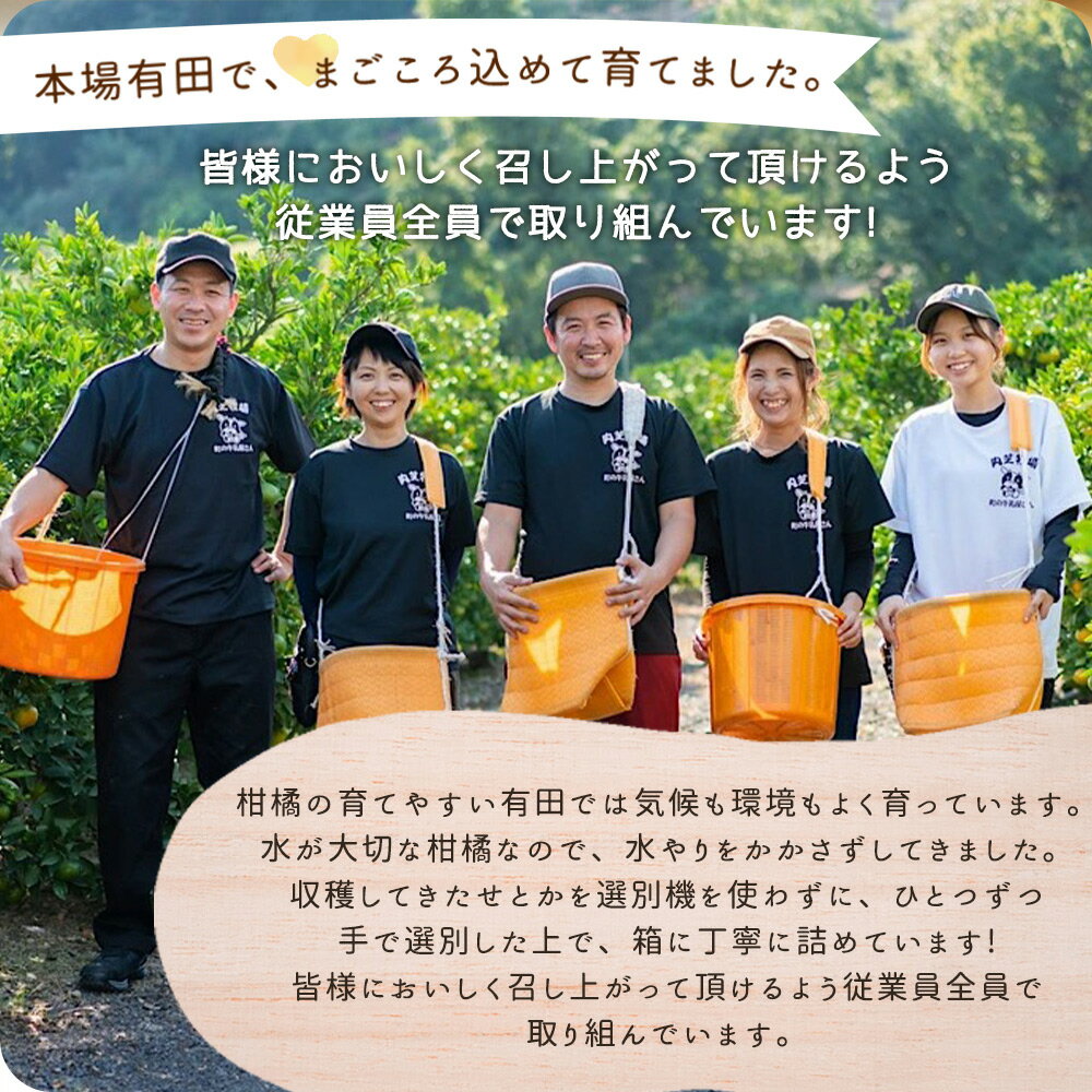 【ふるさと納税】【2026年先行予約】湯浅町産 せとか 11～15玉 (M～2Lサイズ混合) 化粧箱入り 秀品 【まごころ手選別】 【ミカン 蜜柑 春みかん 柑橘 和歌山 有田】