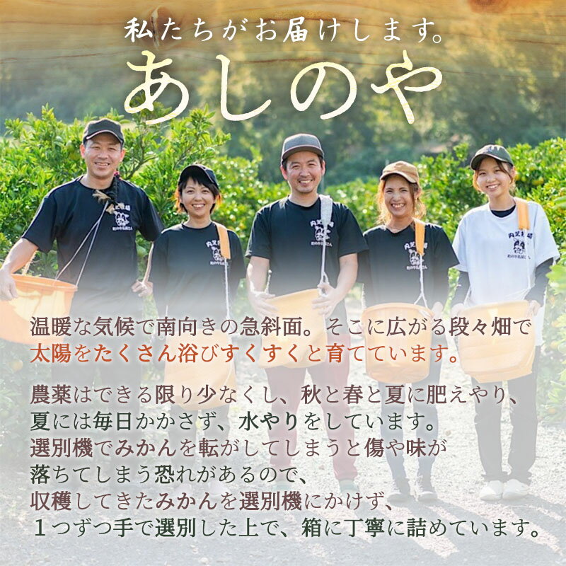 【ふるさと納税】【2025年先行予約】【限定】 和歌山県産 有田みかん 5kg 小玉 (3S～Sサイズ混合) 【まごころ手選別】 【ミカン 蜜柑 温州みかん 柑橘 和歌山 小粒】